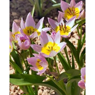 Compra TULIPÁN SAXATILIS (100 Unid.). en la tienda online Fito Agrícola