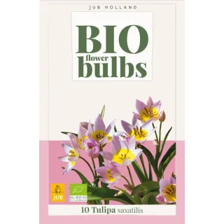 Compra TULIPÁN SAXATILIS BIO en la tienda online Fito Agrícola