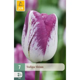 Compra TULIPÁN SHIUN en la tienda online Fito Agrícola