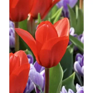 Compra TULIPÁN SHOWWINNER (100 Unid.). en la tienda online Fito Agrícola