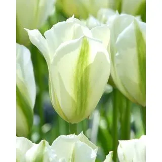 Compra TULIPÁN SPRING GREEN (100 Unid.). en la tienda online Fito Agrícola