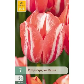 Compra TULIPÁN SPRYNG BREAK en la tienda online Fito Agrícola