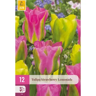 Compra TULIPÁN STRAWBERRY LEMONADE XXL en la tienda online Fito Agrícola