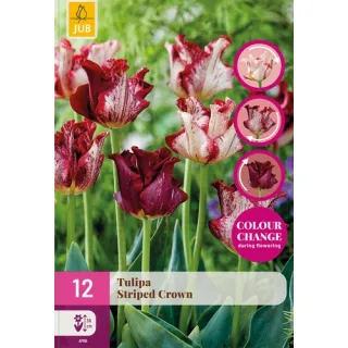 Compra TULIPÁN STRIPED CROWN XXL en la tienda online Fito Agrícola