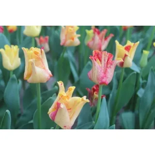 Compra TULIPÁN STRIPED CROWN (100 Unid.). en la tienda online Fito Agrícola