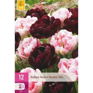 Compra TULIPÁN SWEET DESIRE MIX XXL en la tienda online Fito Agrícola