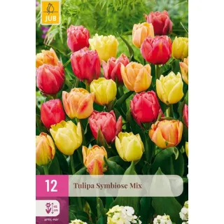 Compra TULIPÁN SYMBIOSE MIX XXL en la tienda online Fito Agrícola