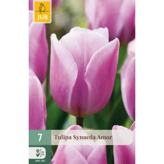 Compra TULIPÁN SYNAEDA AMOR en la tienda online Fito Agrícola