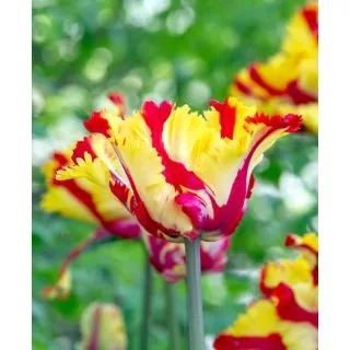 Compra TULIPÁN TEXAS FLAME (100 Unid.). en la tienda online Fito Agrícola