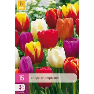 Compra TULIPÁN TRIUMPH MIX XXL en la tienda online Fito Agrícola