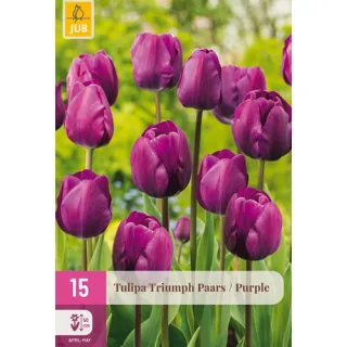 Compra TULIPÁN TRIUMPH PURPLE XXL en la tienda online Fito Agrícola