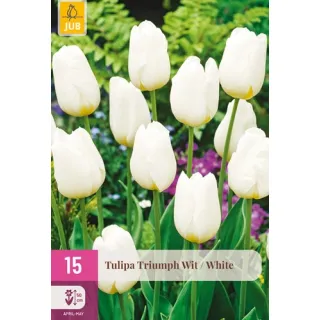 Compra TULIPÁN TRIUMPH WHITE XXL en la tienda online Fito Agrícola
