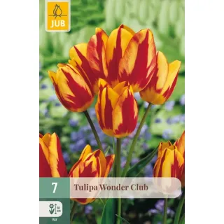 Compra TULIPÁN WONDER CLUB en la tienda online Fito Agrícola