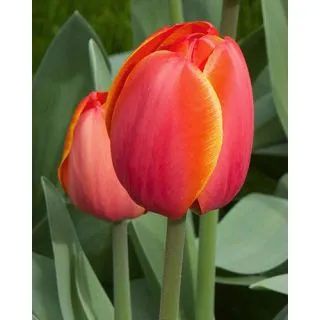 Compra TULIPÁN AD REM (100 Unid.) en la tienda online Fito Agrícola