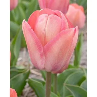 Compra TULIPÁN APRICOT PRIDE (100 Unid.) en la tienda online Fito Agrícola