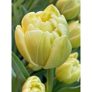 Compra TULIPÁN AVANT GARDE (100 Unid.) en la tienda online Fito Agrícola