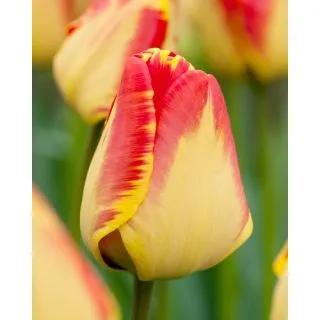 Compra TULIPÁN BANJA LUKA (100 Unid.) en la tienda online Fito Agrícola