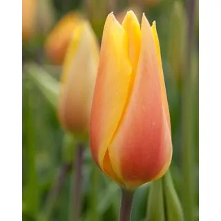 Compra TULIPÁN BLUSHING LADY (100 Unid.) en la tienda online Fito Agrícola