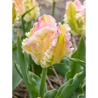 Compra TULIPÁN CABANNA (100 Unid.) en la tienda online Fito Agrícola