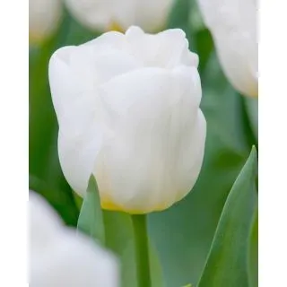 Compra TULIPÁN CALGARY (100 Unid.) en la tienda online Fito Agrícola