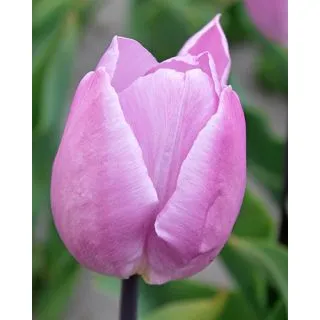 Compra TULIPÁN CANDY PRINCE (100 Unid.) en la tienda online Fito Agrícola