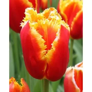 Compra TULIPÁN DAVENPORT (100 Unid.) en la tienda online Fito Agrícola