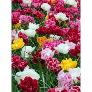 Compra TULIPÁN DOBLE EARLY MIX (100 Unid.) en la tienda online Fito Agrícola