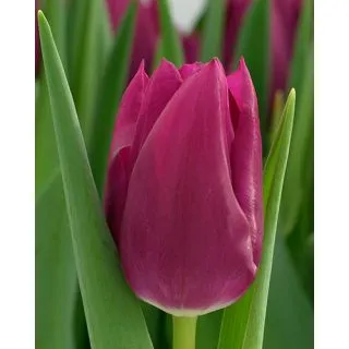 Compra TULIPÁN EMBRACE (100 Unid.) en la tienda online Fito Agrícola