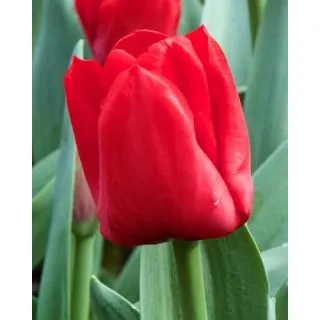 Compra TULIPÁN ESCAPE (100 Unid.) en la tienda online Fito Agrícola