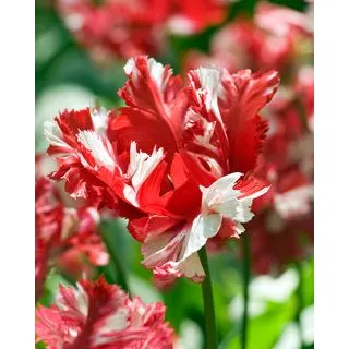 Compra TULIPÁN ESTELLA RIJNVELD (100 Unid.) en la tienda online Fito Agrícola