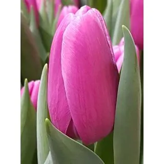 Compra TULIPÁN FORTRESS (100 Unid.) en la tienda online Fito Agrícola