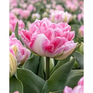 Compra TULIPÁN FOXTROT (100 Unid.) en la tienda online Fito Agrícola