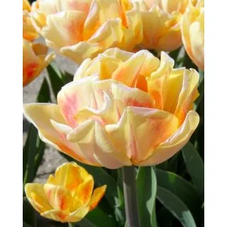 Compra TULIPÁN FOXY FOXTROT (100 Unid.) en la tienda online Fito Agrícola