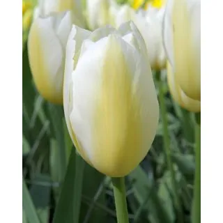 Compra TULIPÁN FRANCOISE (100 Unid.) en la tienda online Fito Agrícola