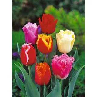 Compra TULIPÁN FRINGED MIX (100 Unid.) en la tienda online Fito Agrícola