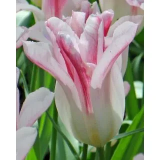 Compra TULIPÁN HOLLAND CHIC (100 Unid.) en la tienda online Fito Agrícola