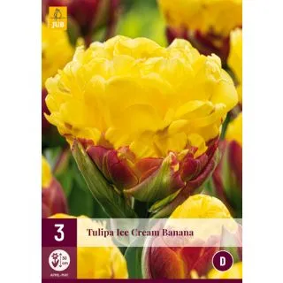 Compra TULIPÁN ICE CREAM BANANA en la tienda online Fito Agrícola