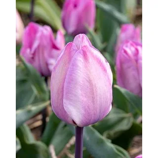 Compra TULIPÁN JACUZZI (100 Unid.) en la tienda online Fito Agrícola