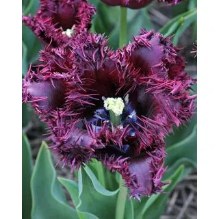 Compra TULIPÁN LABRADOR (100 Unid.) en la tienda online Fito Agrícola