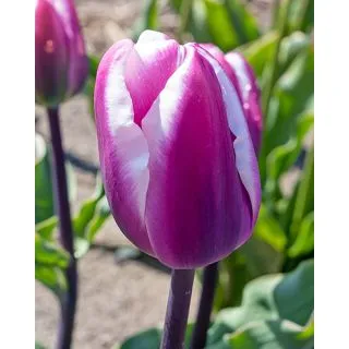 Compra TULIPÁN LIBRIJE (100 Unid.) en la tienda online Fito Agrícola