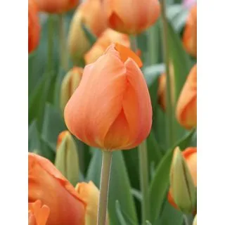 Compra TULIPÁN LIGHTING SUN (100 Unid.) en la tienda online Fito Agrícola