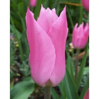 Compra TULIPÁN MARIETTE (100 Unid.) en la tienda online Fito Agrícola