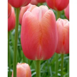 Compra TULIPÁN MENTON (100 Unid.) en la tienda online Fito Agrícola