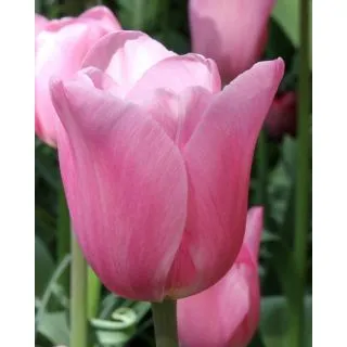 Compra TULIPÁN MISTRESS (100 Unid.) en la tienda online Fito Agrícola