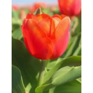 Compra TULIPÁN ORANGE SHERPA (100 Unid.) en la tienda online Fito Agrícola