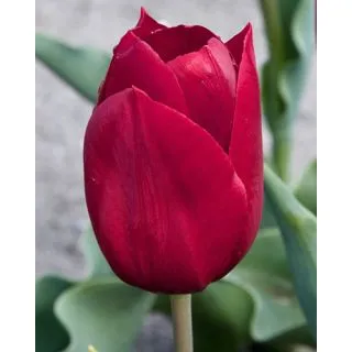 Compra TULIPÁN PALLADA (100 Unid.) en la tienda online Fito Agrícola