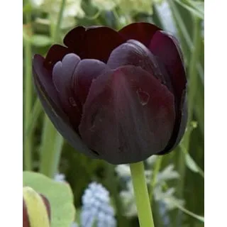 Compra TULIPÁN PAUL SCHERER (100 Unid.) en la tienda online Fito Agrícola