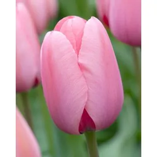 Compra TULIPÁN PINK IMPRESSION (100 Unid.) en la tienda online Fito Agrícola