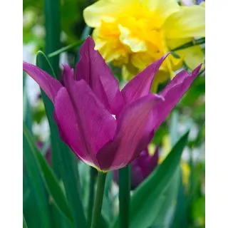 Compra TULIPÁN PURPLE DREAM (100 Unid.) en la tienda online Fito Agrícola