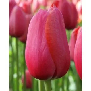 Compra TULIPÁN RENOWN (100 Unid.) en la tienda online Fito Agrícola